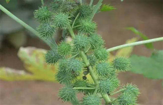 蓖麻的种植技术