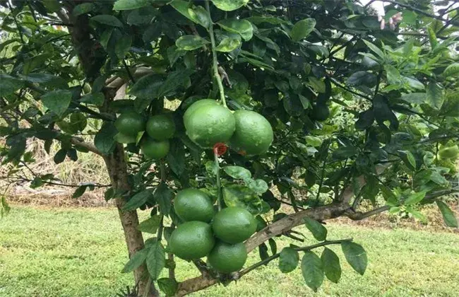 夏威夷果的栽培技术