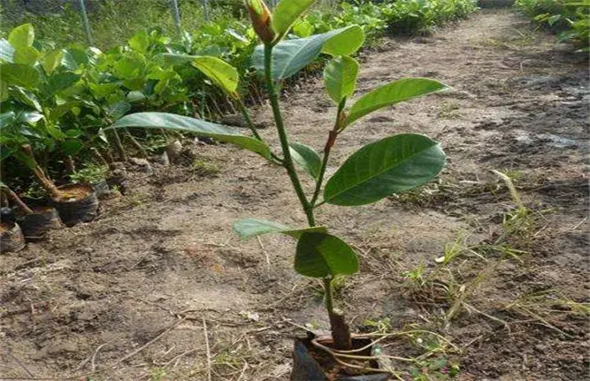 榴莲的繁育措施