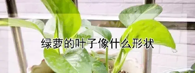 绿萝的叶子像什么形状