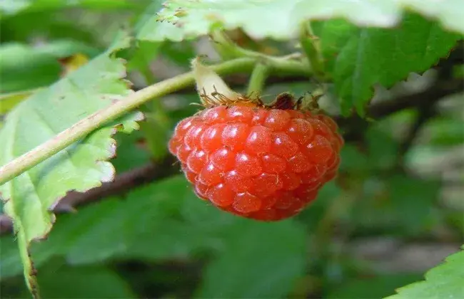 野草莓该怎么种