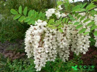 各种花的花语及代表的含义第十部，别送错花了