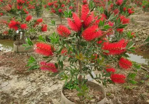 花卉果蔬盆景 | 红千层种植技术