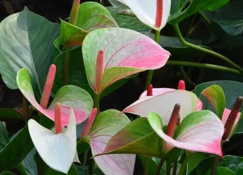 表示恭喜的花 花语是恭喜的花有哪些？