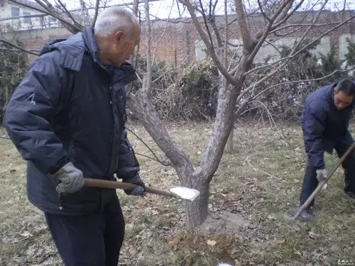 盆栽施肥 | 杏树施肥技术