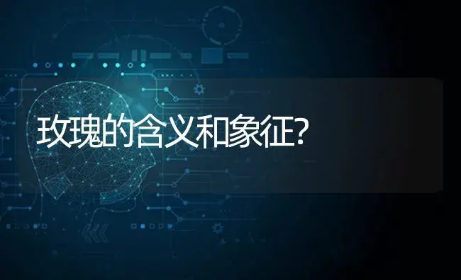 玫瑰的含义和象征？ | 绿植常识