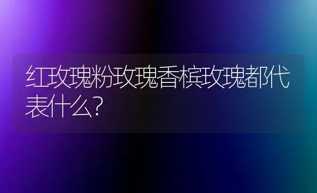 红玫瑰粉玫瑰香槟玫瑰都代表什么？ | 绿植常识