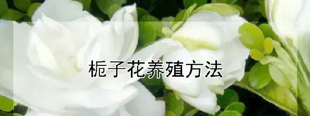 栀子花养殖方法