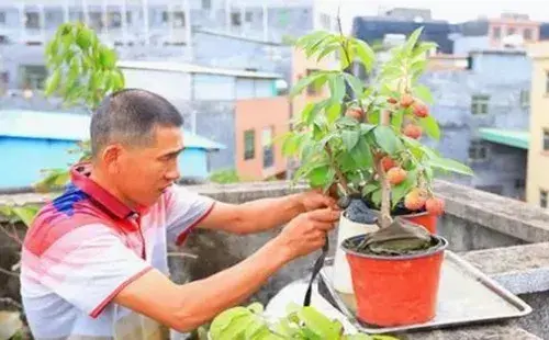 盆景材料 | 盆栽荔枝用什么土最好