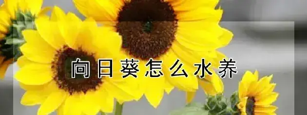 向日葵怎么水养