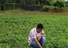 高温多雨季节花生防涝防渍注意事项