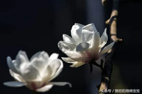 白茶花的花语 白茶花图片欣赏！喜欢的可以试着养一株哦！