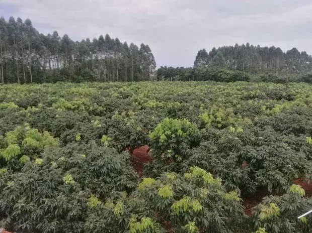 荔枝冬季管理技术措施有哪些？