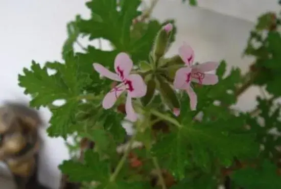 驱蚊草开花吗，花语有哪些？