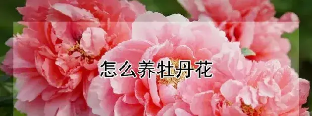 怎么养牡丹花