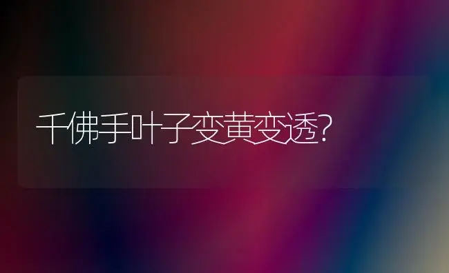 千佛手叶子变黄变透？ | 多肉养殖