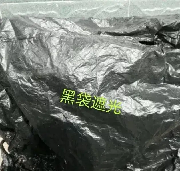 蟹爪兰是喜阴植物,还是喜阳植物？
