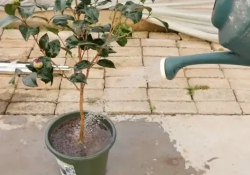 花卉果蔬盆景 | 茶花盆栽种植方法