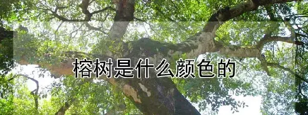 榕树是什么颜色的