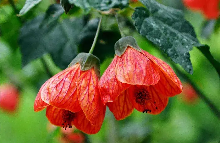 金铃花不开花怎么办，金铃花花语象征是什么