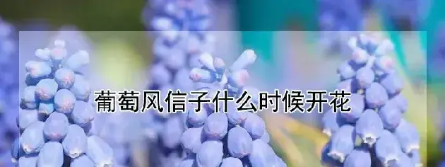 葡萄风信子什么时候开花