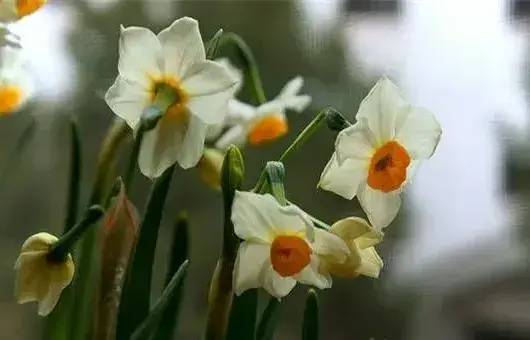 种植好水仙花只需要注意这些栽培技巧