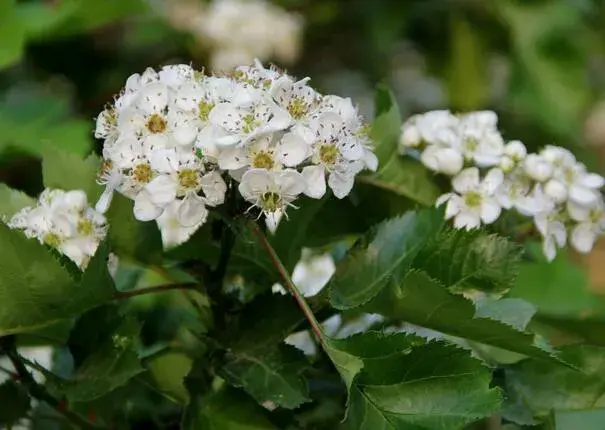 什么花的花语是守护，雏菊/山楂/向日葵/薰衣草(默默的守护着你)