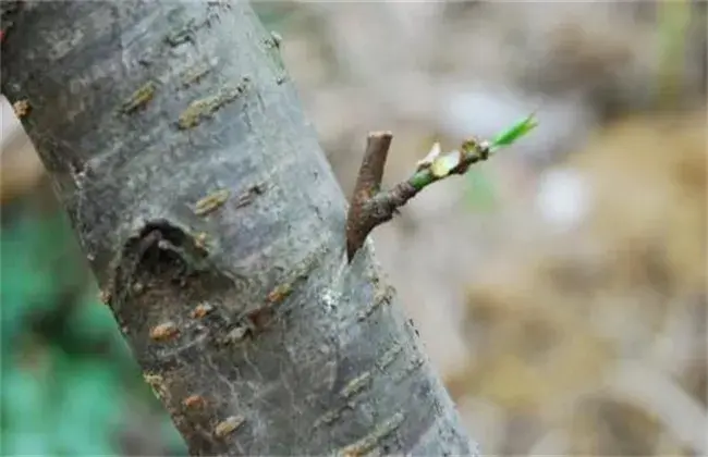 桃树嫁接技术