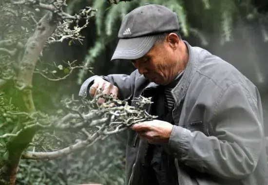 盆栽修剪 | 树桩盆景修剪技术