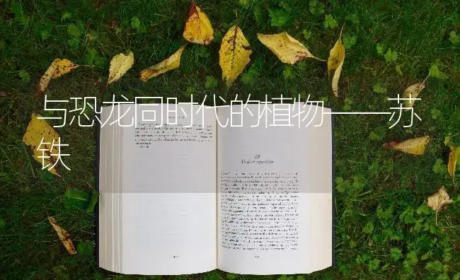 与恐龙同时代的植物——苏铁 | 特种种植