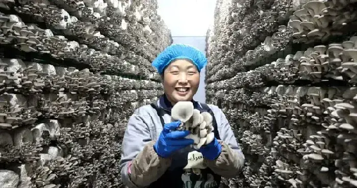 山东青岛平菇工厂化项目10月投产