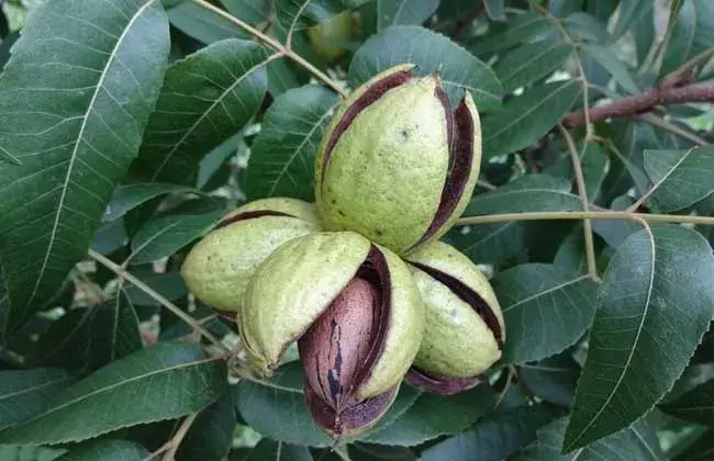 碧根果树苗价格及栽培办法