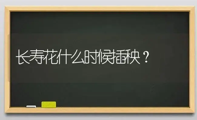 长寿花什么时候插秧？ | 多肉养殖