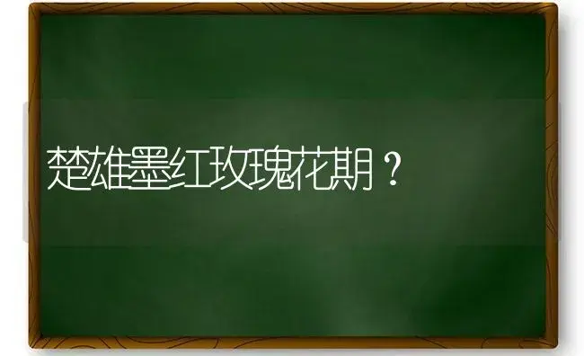 楚雄墨红玫瑰花期？ | 绿植常识