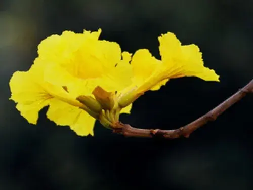 黄花风铃木花语有哪些？