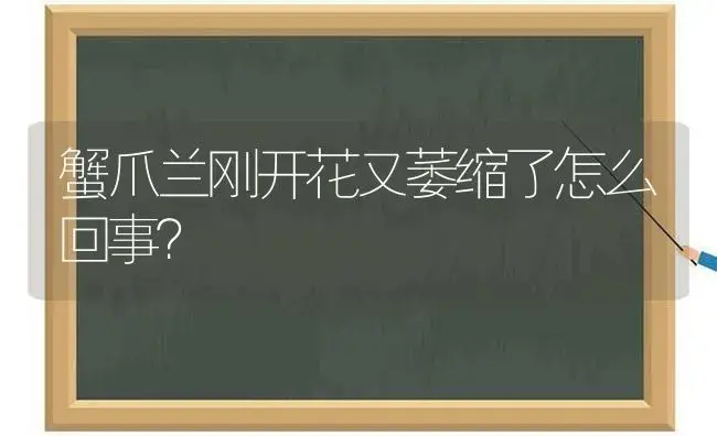 蟹爪兰刚开花又萎缩了怎么回事？ | 多肉养殖