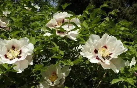 夏季牡丹的田间管理技术