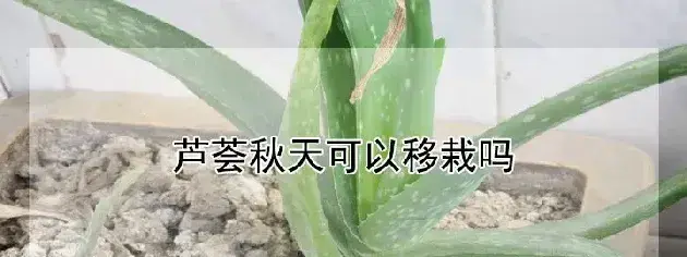 芦荟秋天可以移栽吗