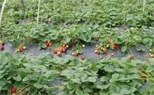 蜜蜂授粉让草莓成“抢手货”