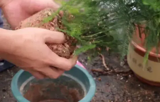 盆景材料 | 养文竹需要大盆吗 所用花盆多大为好