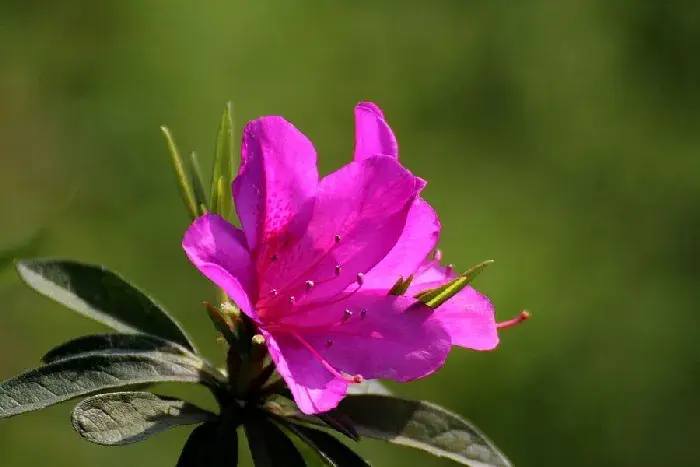 杜鹃花花语，浪漫属于你