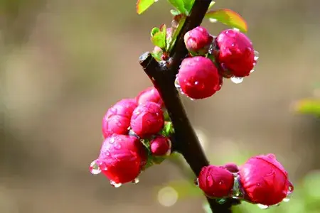海棠花的花语是什么，海棠花是否有毒呢
