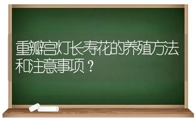 重瓣宫灯长寿花的养殖方法和注意事项？ | 多肉养殖