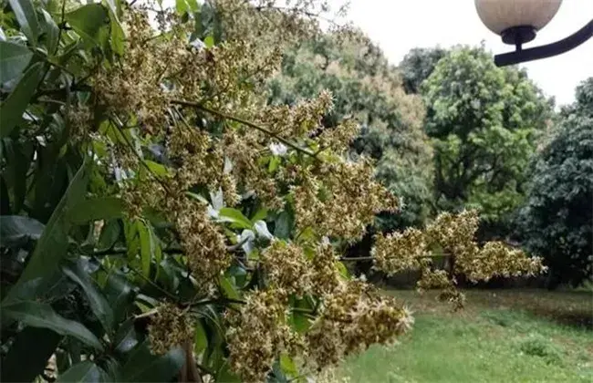 荔枝开花不结果怎么办