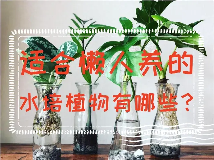 适合懒人养的水培植物有哪些？水培植物介绍