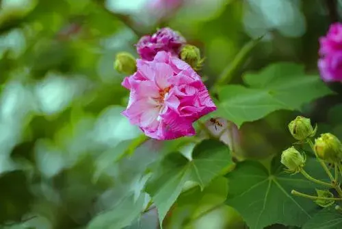 芙蓉花语，芙蓉花怎么管理