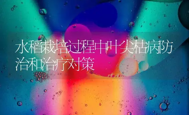 水稻栽培过程中叶尖枯病防治和治疗对策 | 农作物种植