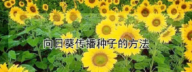 向日葵传播种子的方法