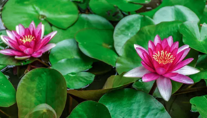 并蒂莲的花语是啥 并蒂莲的花语