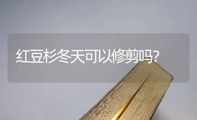 红豆杉冬天可以修剪吗？ | 多肉养殖